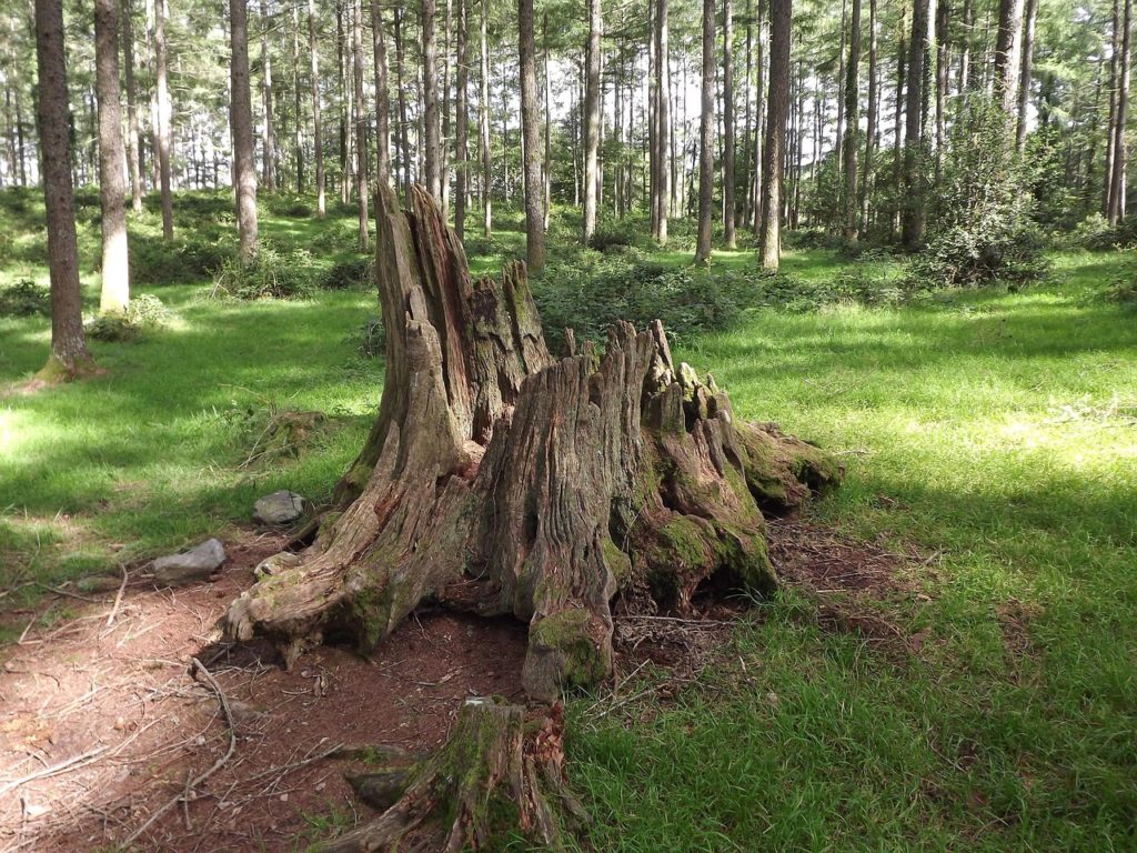 stump, tree, nature, drink, stump, stump, stump, stump, stump